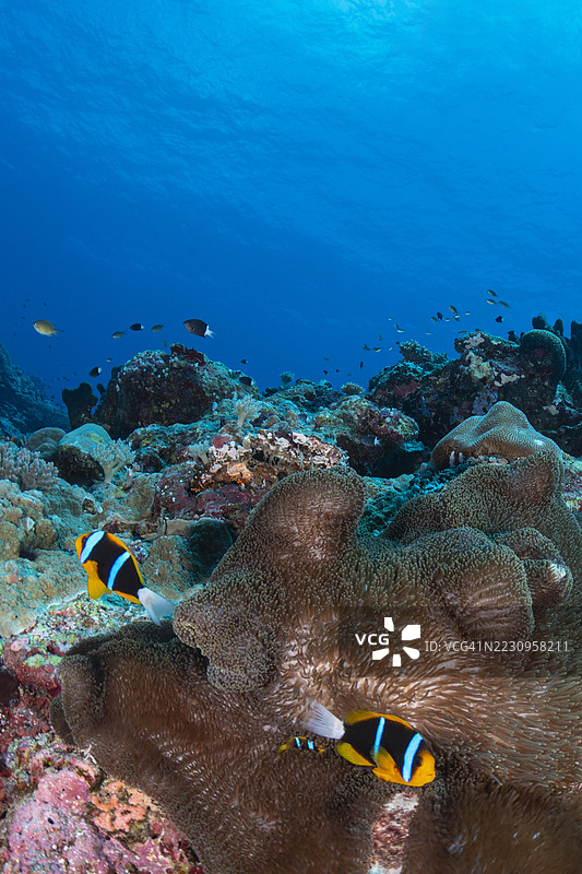 阿拉德小丑鱼与海葵 - 帕劳，密克罗尼西亚图片素材