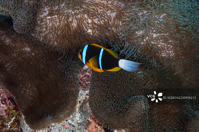 阿拉德小丑鱼与海葵 - 帕劳，密克罗尼西亚图片素材