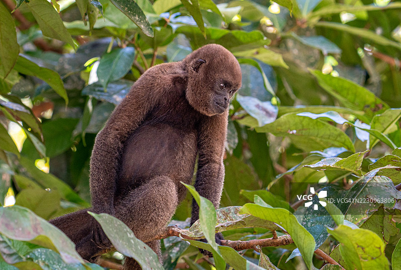 亚马逊雨林中的毛茸茸猴子，位于南美洲秘鲁伊基托斯附近的Tamshiyacu Tahuayo区域保护区沿亚马逊河。图片素材