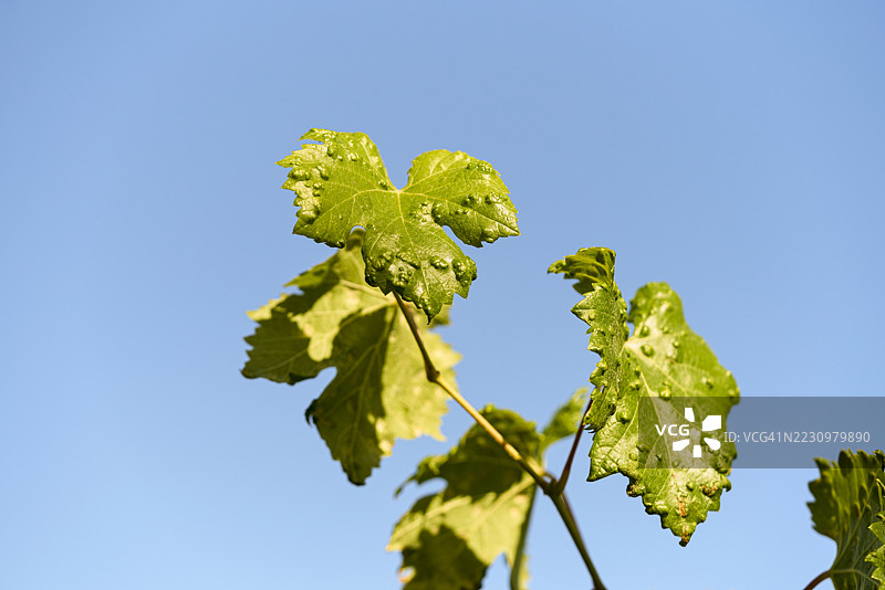葡萄藤叶子上显示出蓝天背景下的毛虫瘤图片素材