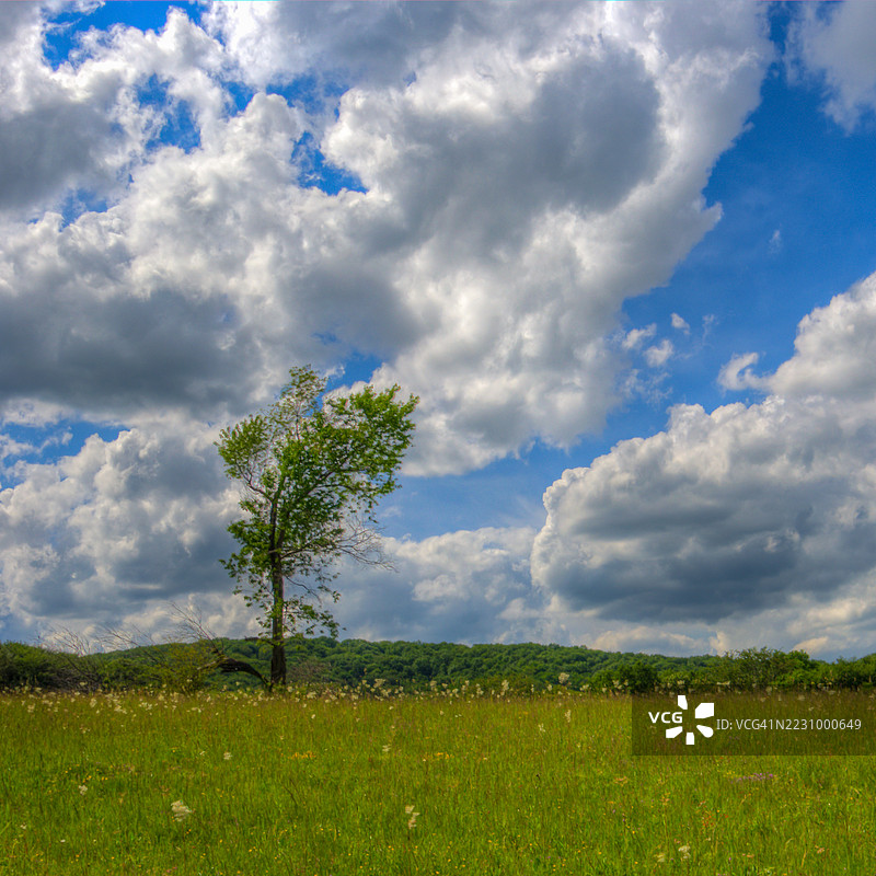 罗马尼亚一片田野中的孤独树木与阴云密布的天空图片素材