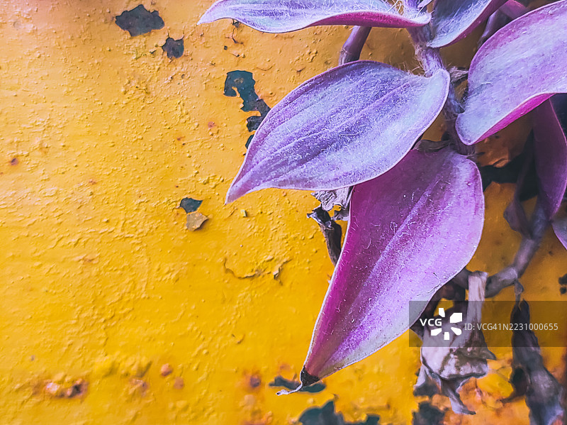 紫色叶子与有纹理的黄色墙壁的特写图片素材
