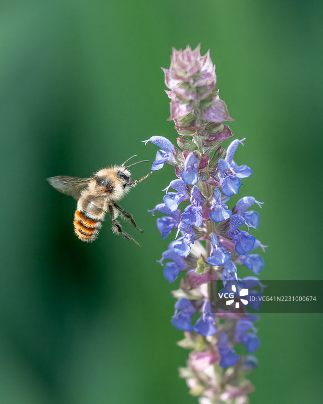 蜜蜂在紫色花朵上授粉的特写镜头图片素材