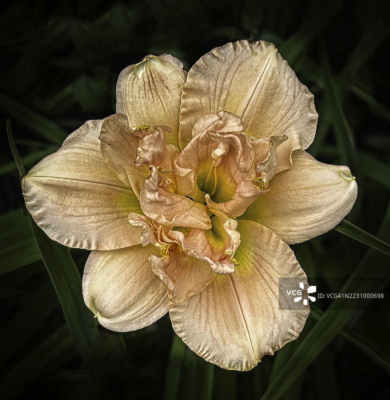 枯萎的萱草花特写图片素材