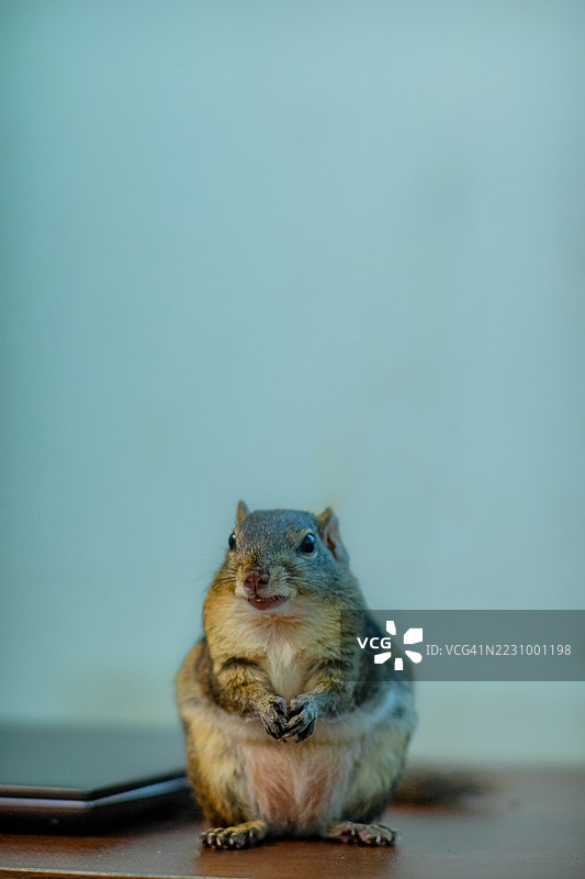 室内桌子上坐着的松鼠特写图片素材