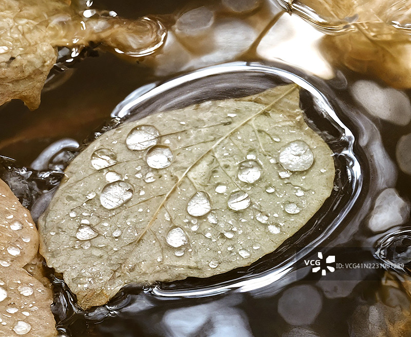 叶子上水滴的特写，映射在反射表面上图片素材