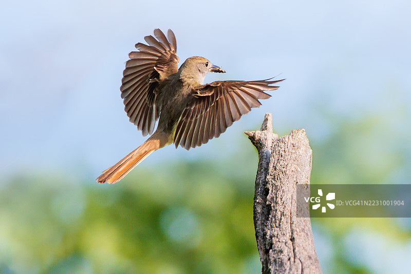 鸟在飞行中降落在树枝上图片素材