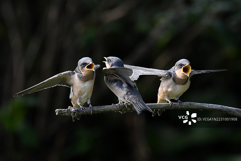 三只燕子栖息在森林中的树枝上图片素材
