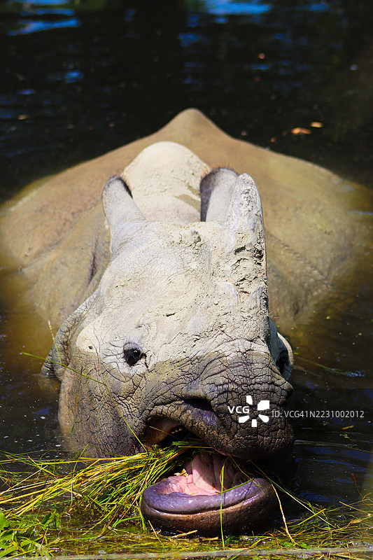 湖中犀牛吃草的特写镜头图片素材