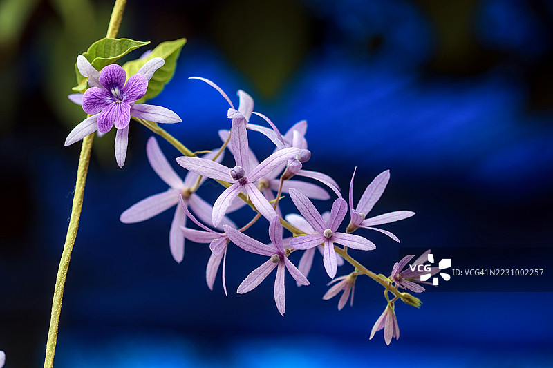 紫色的彼岸花特写，背景为蓝色图片素材