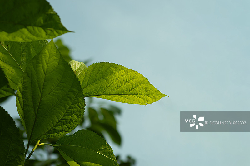 清澈蓝天衬托下的绿色叶子图片素材