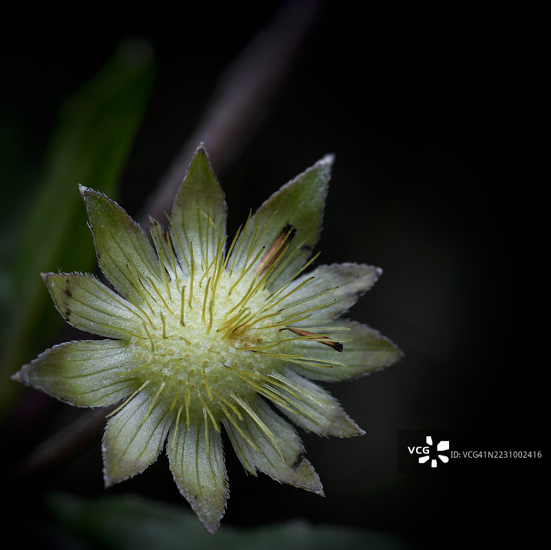 深色背景下，尖瓣绿色花朵的特写镜头图片素材