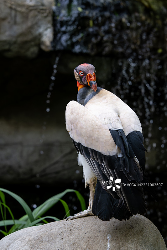 国王秃鹫栖息在岩石上，身处自然栖息地图片素材