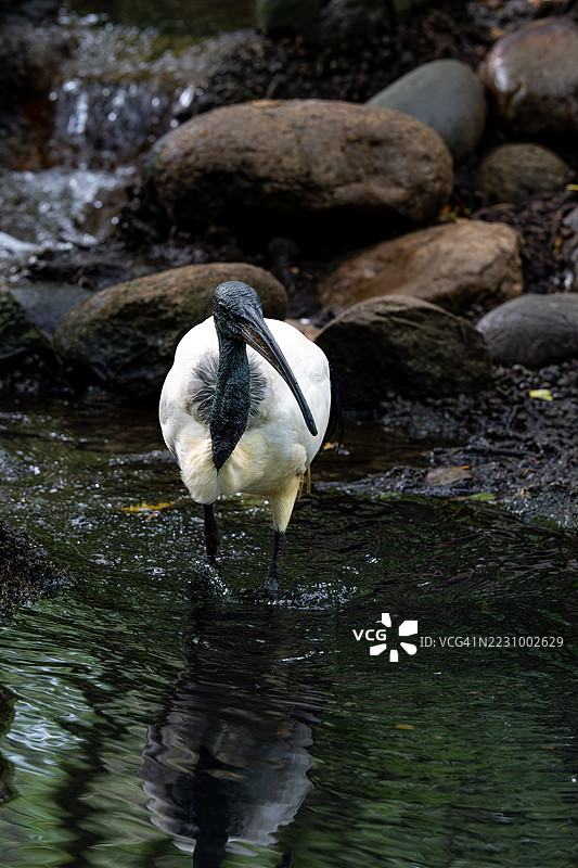 澳大利亚白鹮站在溪流中，四周环绕着岩石图片素材