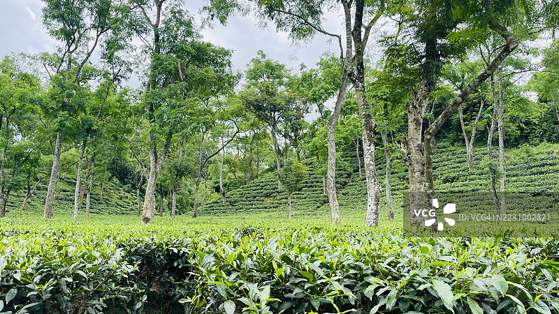 孟加拉国郁郁葱葱的绿茶种植园与高大的树木图片素材