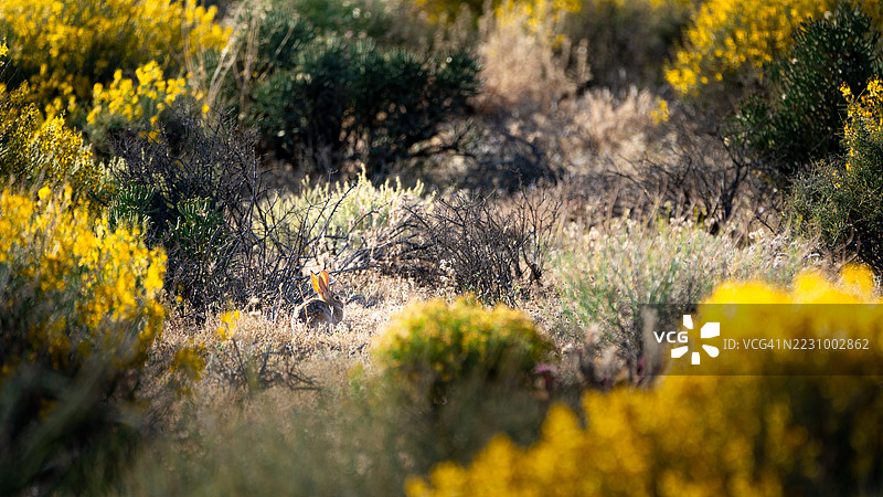 一只兔子藏在田野中鲜艳的黄色野花之间图片素材