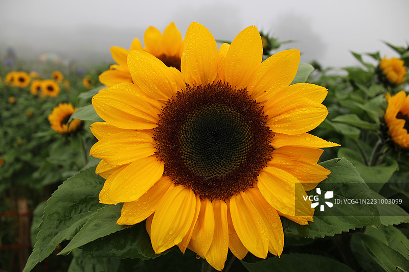 雾气弥漫的田野中的鲜艳向日葵图片素材