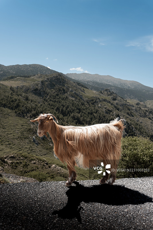 山路旁侧面站着的一只山羊，天空晴朗。图片素材