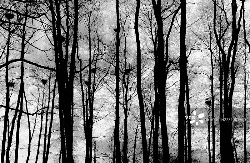 森林中光秃的树木在多云的天空下的剪影图片素材