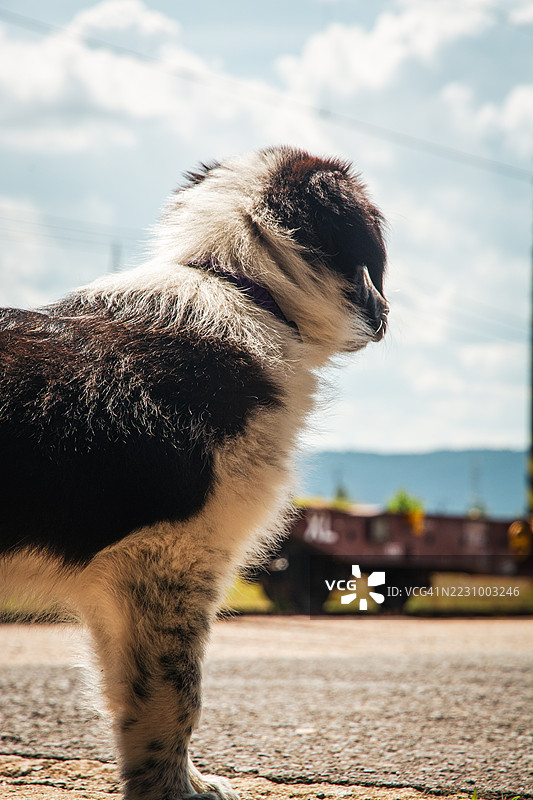 一只狗在明亮的天空下侧头望向远方的特写镜头图片素材