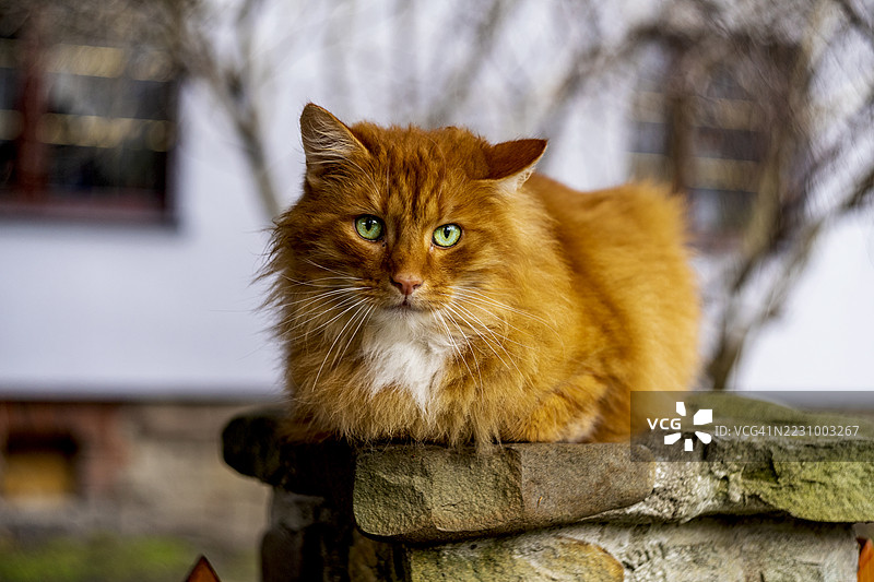 橘猫在石墙上休息图片素材