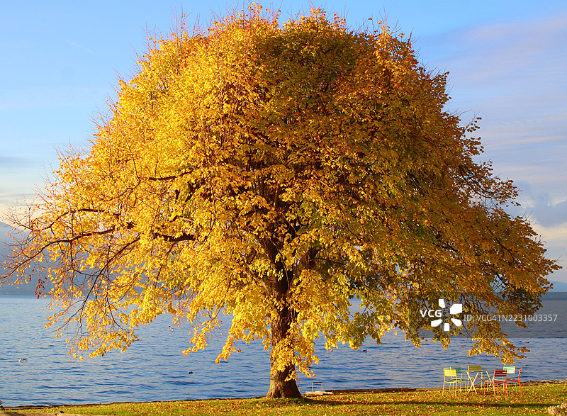 湖边的金秋树图片素材