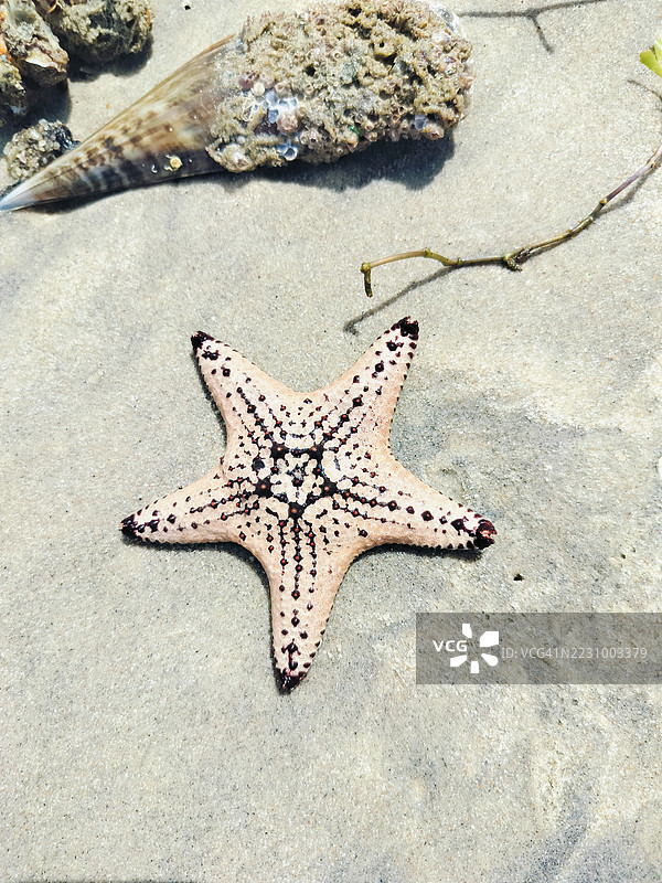 沙滩上的海星图片素材