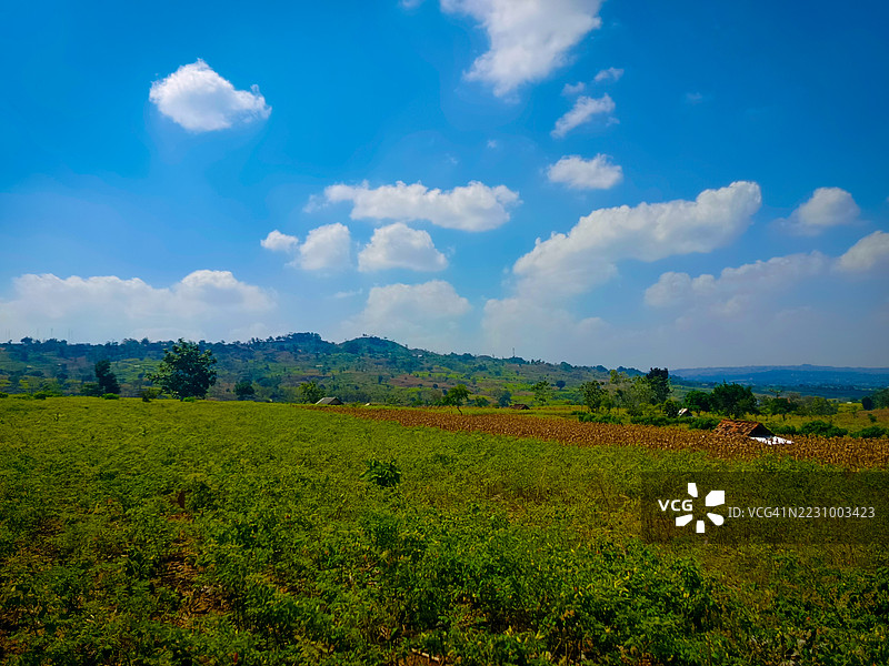 印度尼西亚明亮蓝天下的郁郁葱葱的绿色田野图片素材