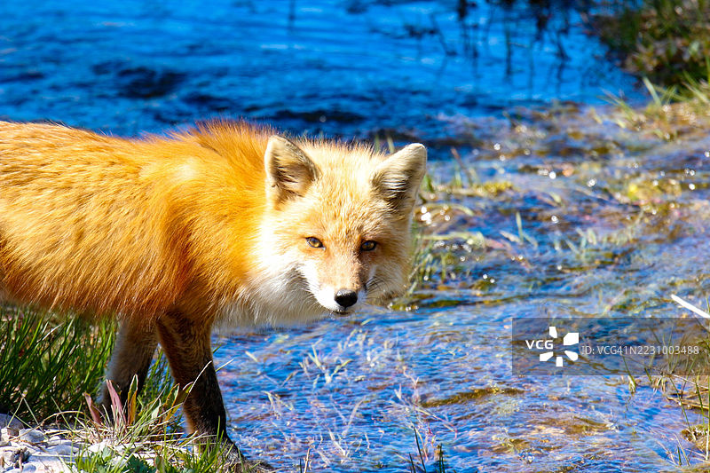 红狐站在浅河中图片素材