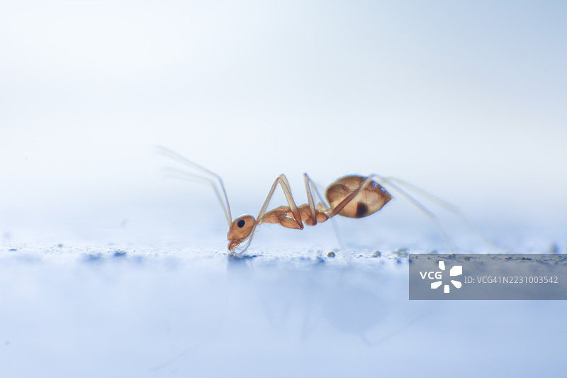 雪地上蚂蚁的特写镜头图片素材