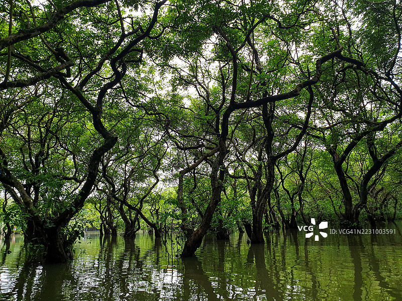 宁静的森林湖泊，映照着树木的倒影图片素材