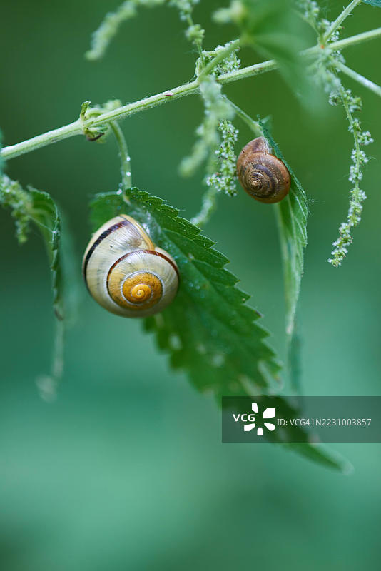 两只蜗牛在自然环境中的绿叶上休息图片素材