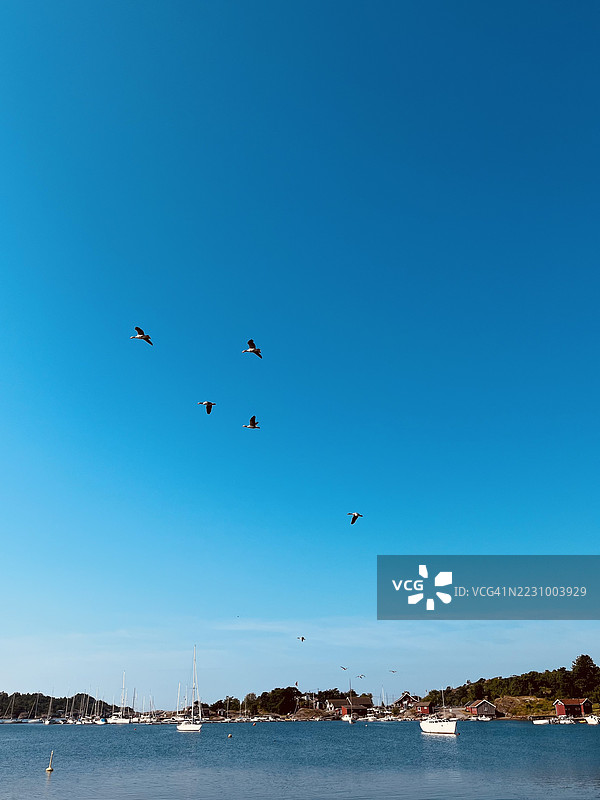 鸟儿在晴朗的蓝天上飞翔，掠过海岸港口图片素材