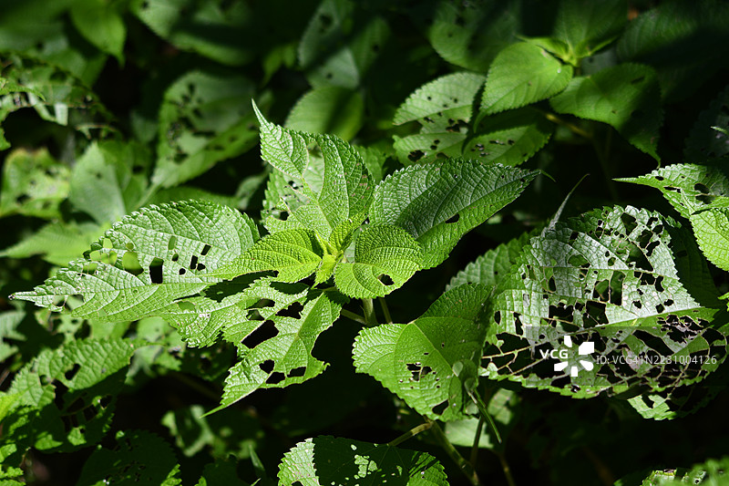 自然环境中带孔的绿色叶子的特写图片素材
