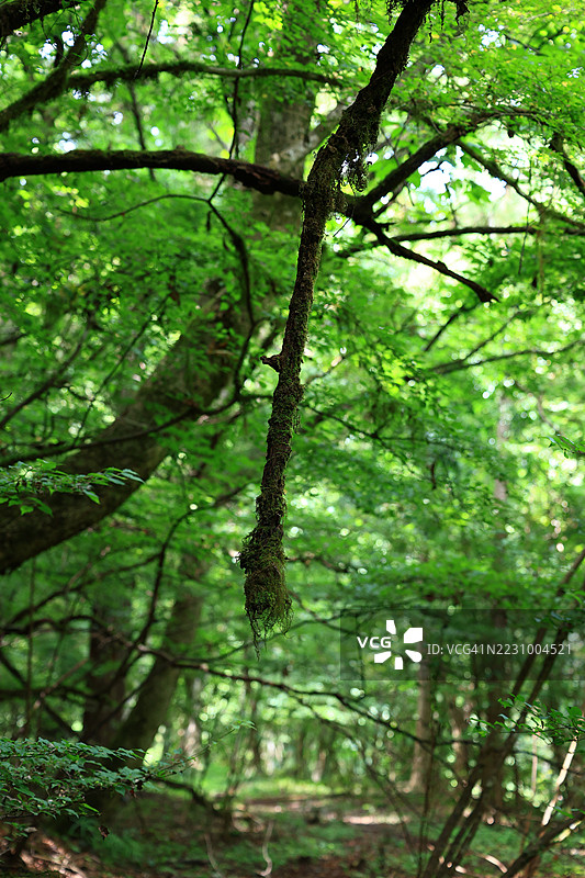 郁郁葱葱的森林，树枝上覆盖着苔藓图片素材