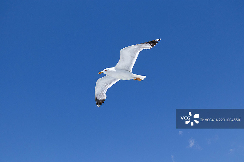海鸥在晴朗的蓝天中翱翔图片素材