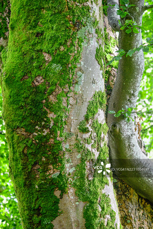 白桦树。绿色苔藓图片素材