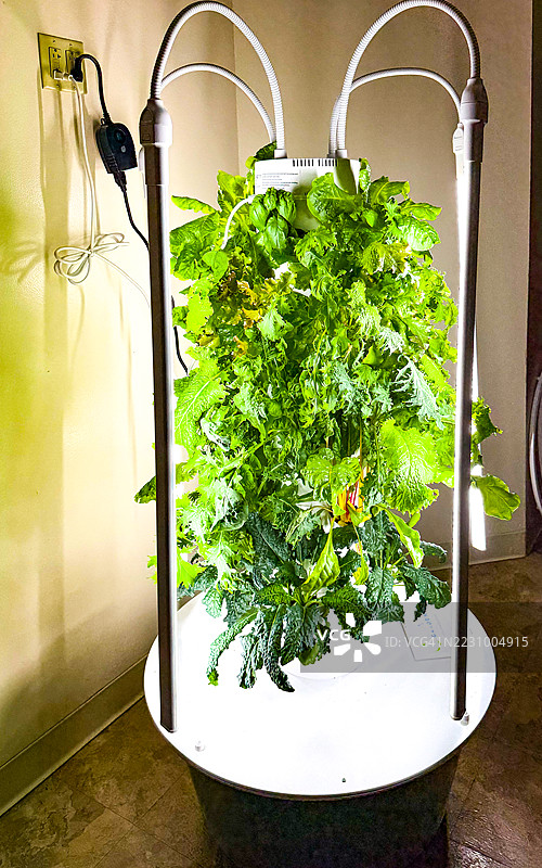 室内种植蔬菜的水培塔图片素材