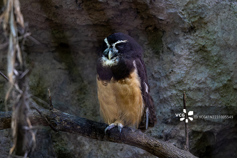 戴眼镜的猫头鹰栖息在树枝上图片素材