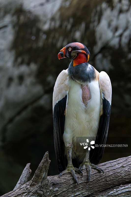 王鹫栖息在树枝上图片素材