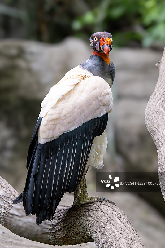 树枝上栖息的国王秃鹫图片素材