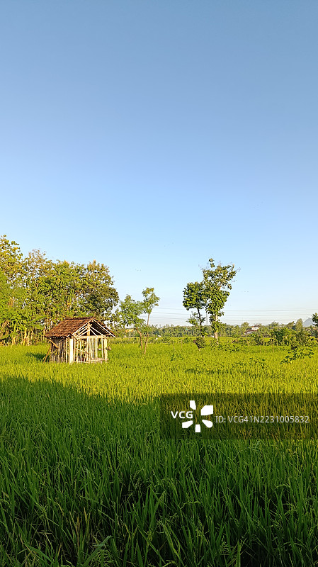 郊外绿意盎然的农田中一座乡村小屋，蓝天清澈。图片素材