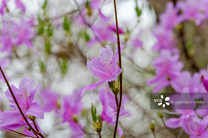 春天粉色杜鹃花的特写图片素材