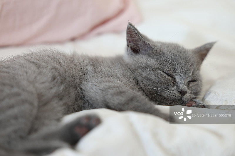 灰色小猫安静地在床上睡觉图片素材