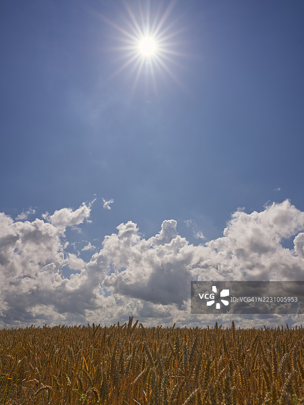 阳光明媚和多云天空下的麦田，达多，英国图片素材