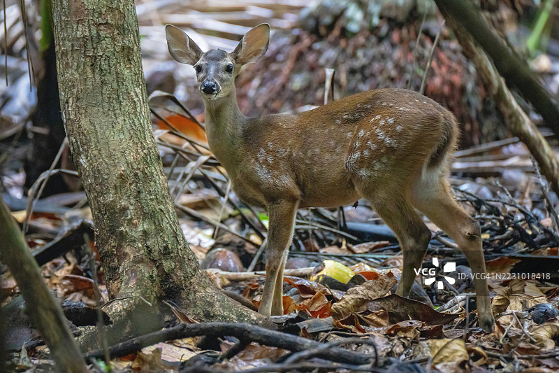 哥斯达黎加红尾鹿幼崽在红树林和椰子树林中图片素材