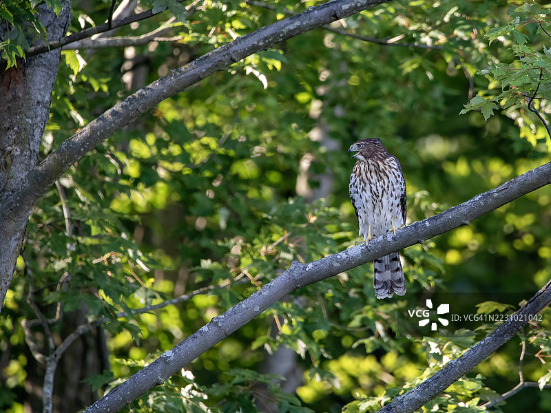 库珀鹰图片素材