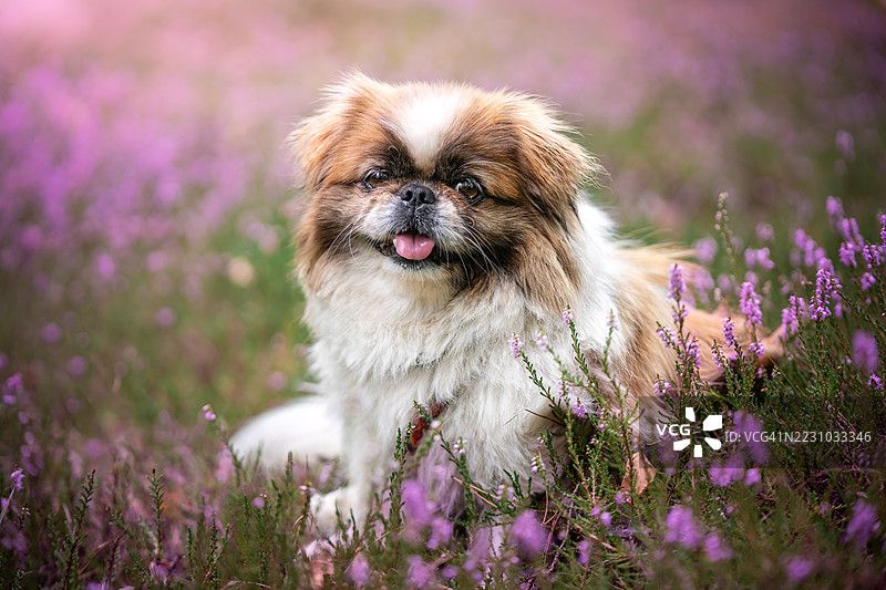 京巴犬在荒野上图片素材