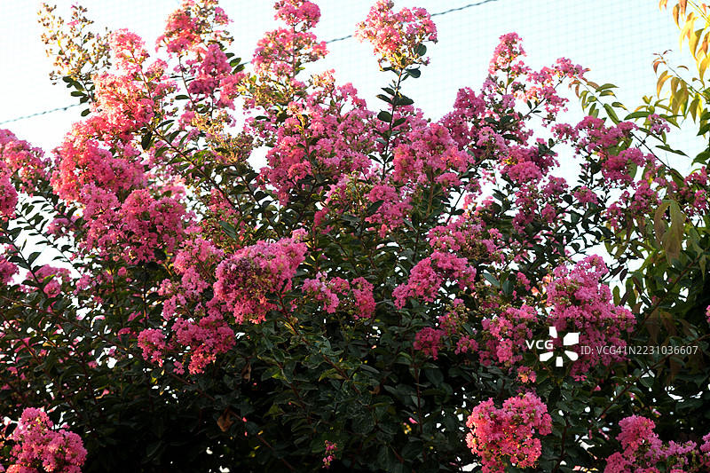 紫薇花/紫薇：直立且扩展的树木，拥有美丽的树皮和夏季绽放的花朵图片素材