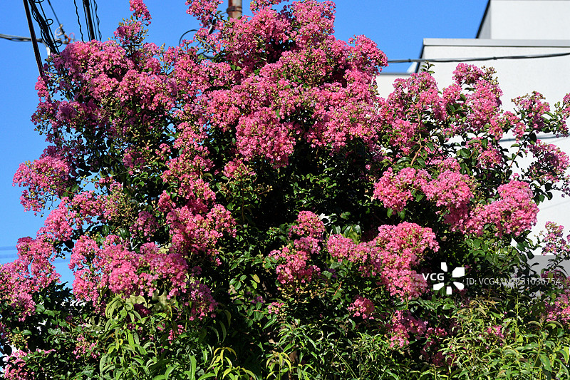 紫薇花/紫薇:直立且扩展的树木,拥有美丽的树皮和夏季绽放的花朵图片素材
